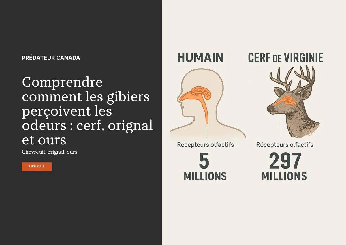 Comprendre comment les gibiers perçoivent les odeurs : cerf, orignal et ours - Predateur Canada
