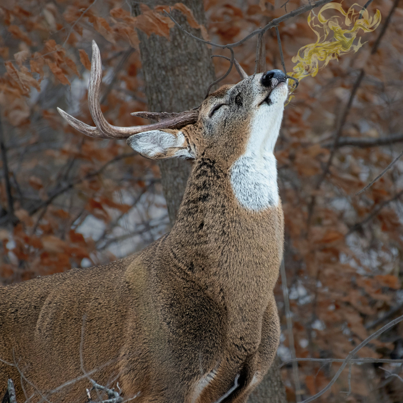 Detection olfactive du gibier